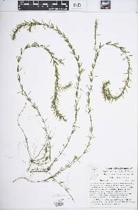 Hydrilla verticillata image