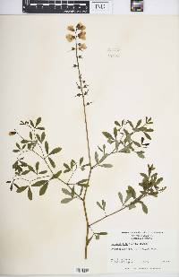 Baptisia alba image