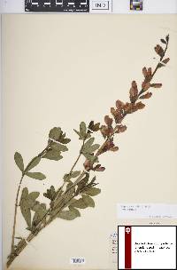 Baptisia australis var. australis image