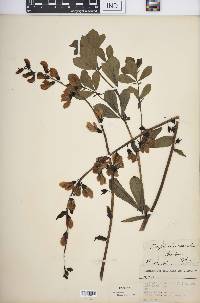 Baptisia australis image