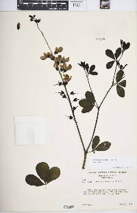 Baptisia alba var. macrophylla image