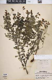 Baptisia tinctoria image