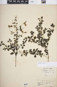 Baptisia tinctoria image