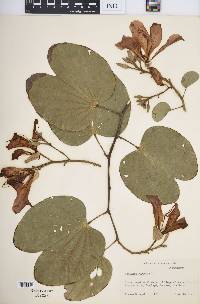 Bauhinia purpurea image