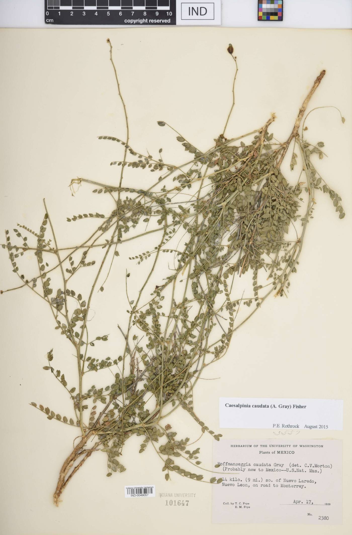 Caesalpinia caudata image
