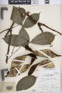 Camoensia scandens image