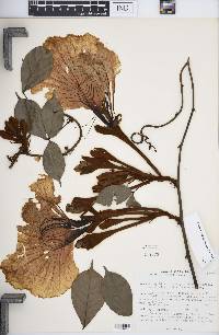 Camoensia scandens image