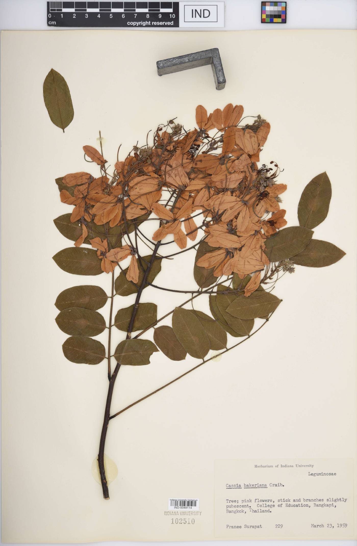 Cassia bakeriana image