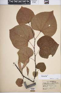 Cercis canadensis var. canadensis image