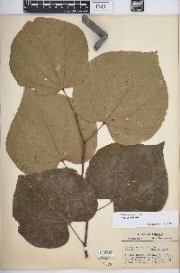 Cercis canadensis var. canadensis image