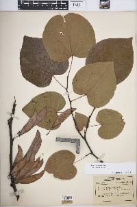 Cercis canadensis var. canadensis image