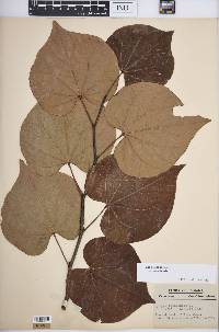 Cercis canadensis var. canadensis image