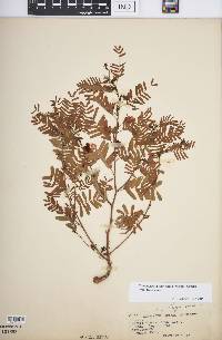 Chamaecrista fasciculata var. fasciculata image