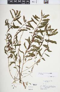 Chamaecrista nictitans var. nictitans image