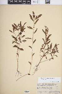 Chamaecrista nictitans var. nictitans image