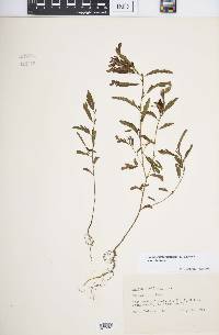 Chamaecrista nictitans var. nictitans image