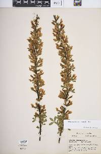 Chamaecytisus austriacus image