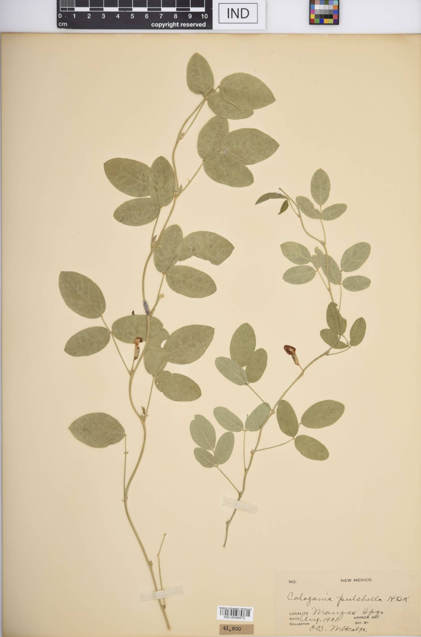 Cologania pulchella image