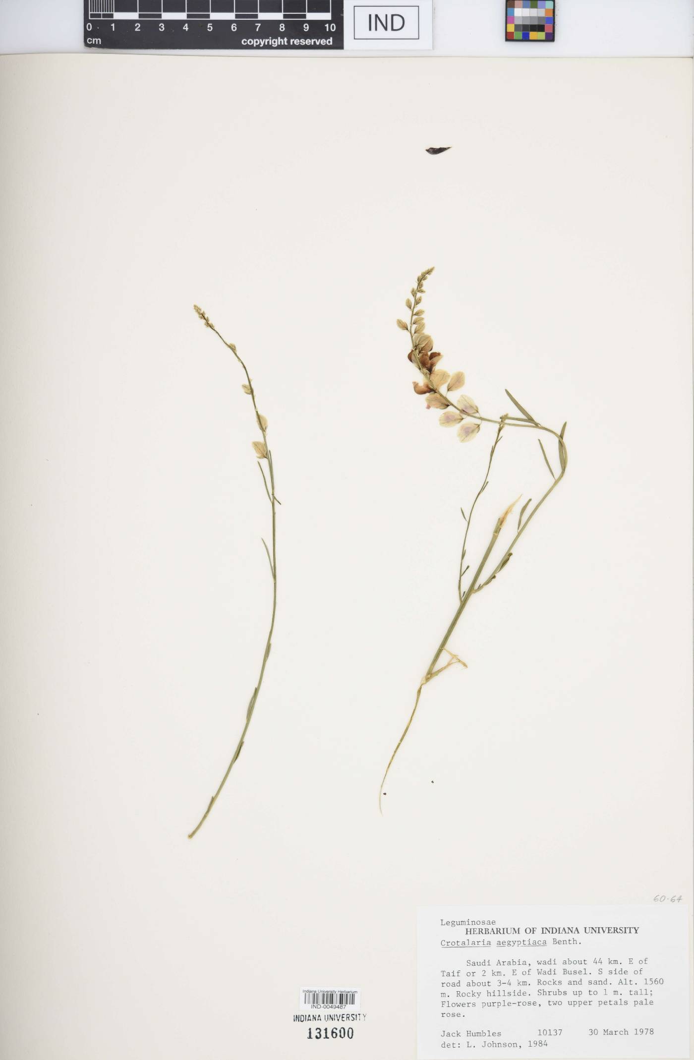 Crotalaria aegyptiaca image