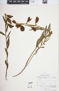 Crotalaria calycina image