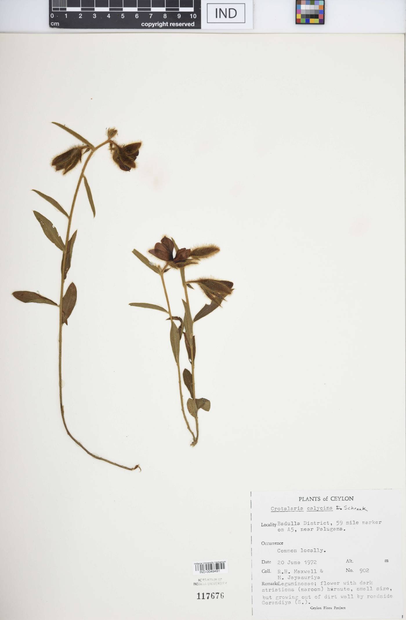 Crotalaria calycina image