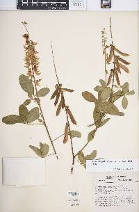 Crotalaria pallida var. obovata image