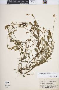 Crotalaria rotundifolia image