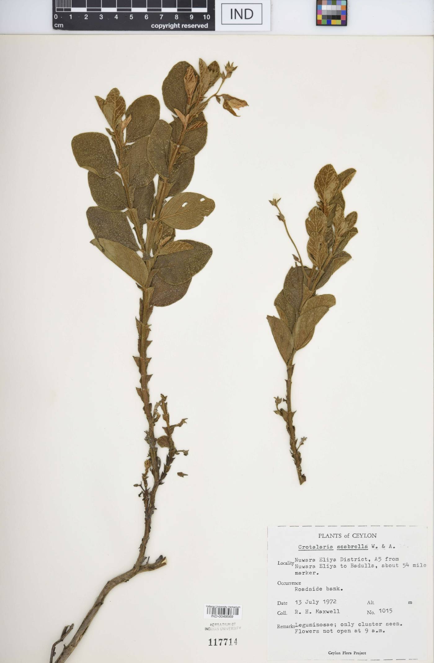 Crotalaria scabrella image