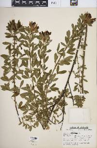 Cytisus nigricans image