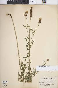 Dalea candida var. candida image