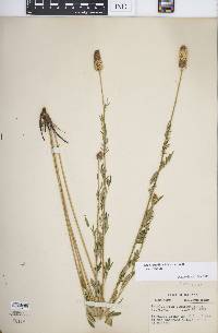 Dalea candida var. candida image