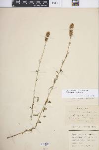 Dalea candida var. oligophylla image