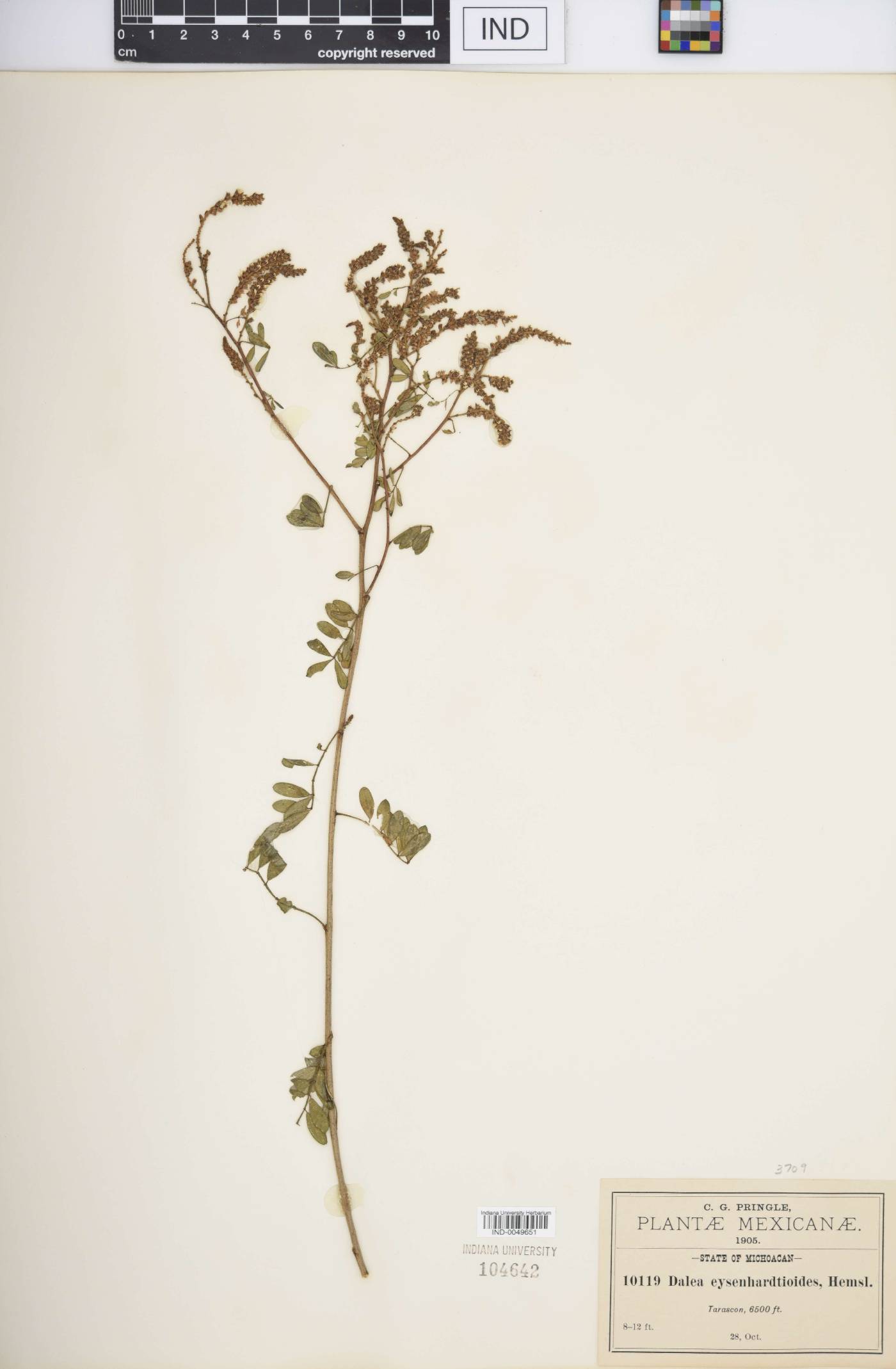 Dalea eysenhardtioides image