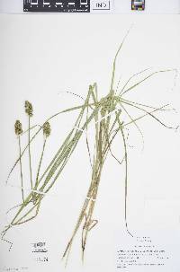 Carex cristatella image