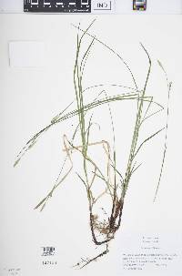 Carex woodii image