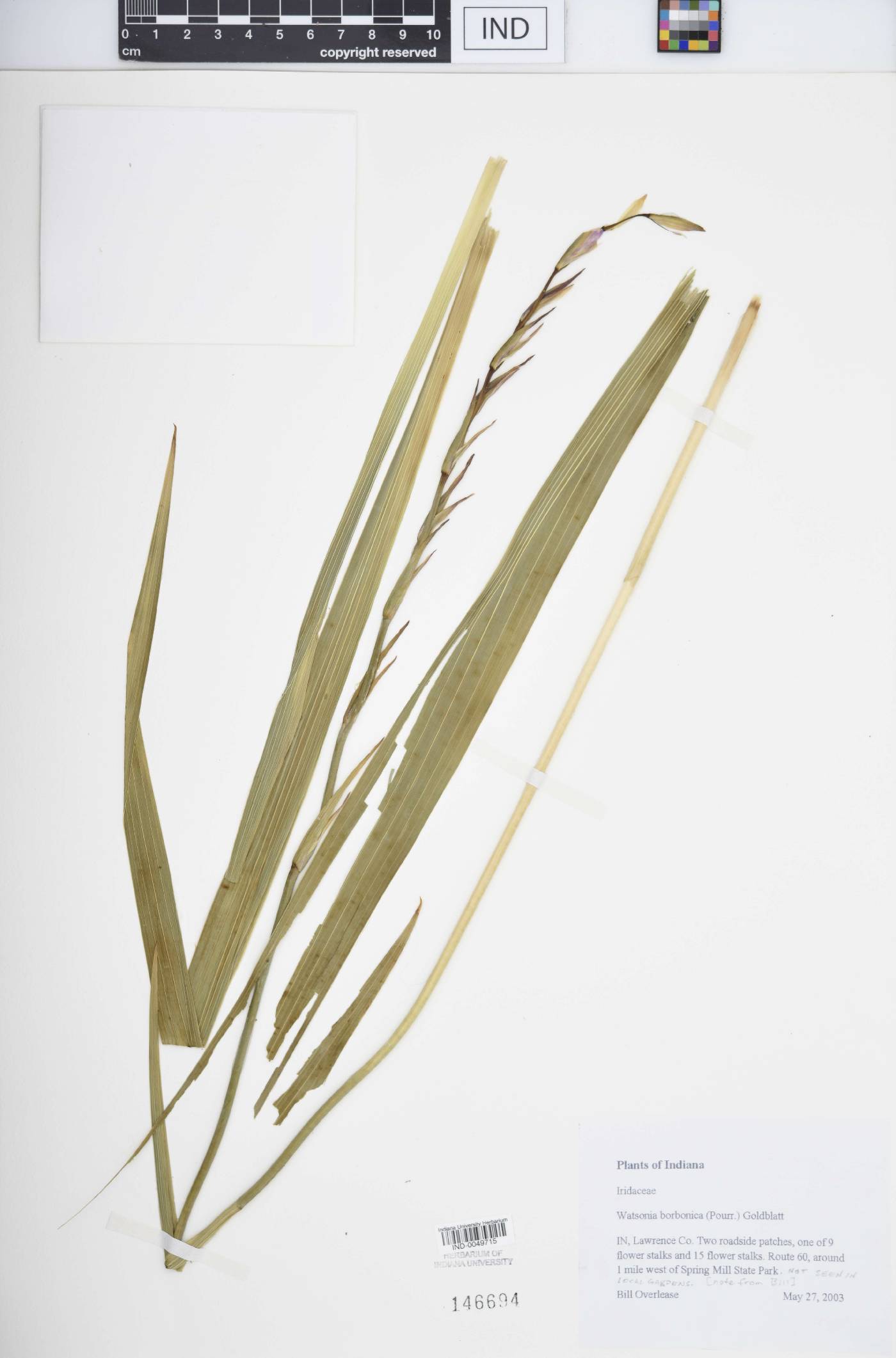 Watsonia borbonica image
