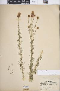 Dalea purpurea image