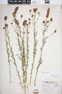 Dalea purpurea image