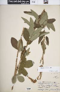 Desmodium canadense image