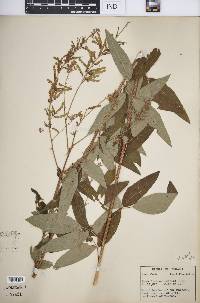 Desmodium canadense image