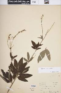 Desmodium canadense image