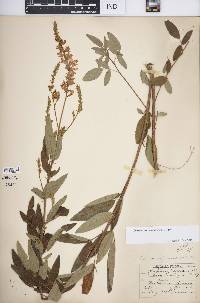 Desmodium canadense image