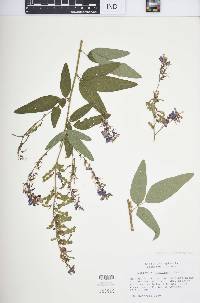 Desmodium canadense image