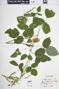 Desmodium canescens image