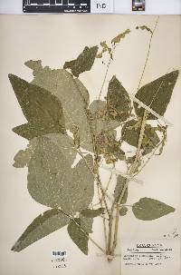 Desmodium canescens image