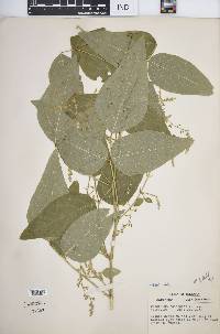 Desmodium canescens image