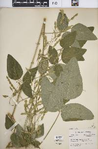 Desmodium canescens image