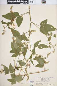 Desmodium canescens image