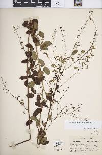 Desmodium ciliare image