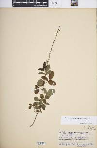 Desmodium ciliare image